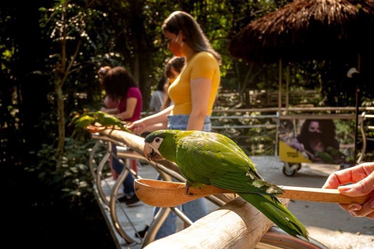 Turistas podem alimentar periquitos no Parque das Aves