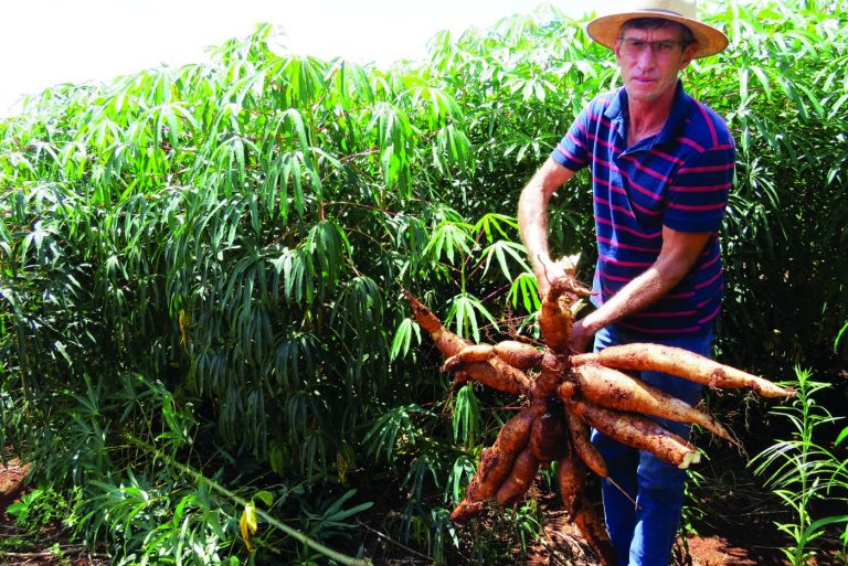 Mandiocultura encerra 2020 com oscilações no consumo e remuneração equilibrada