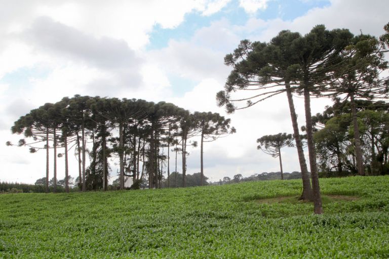 R$ 76,8 milhões são investidos em parques urbanos e unidades de conservação