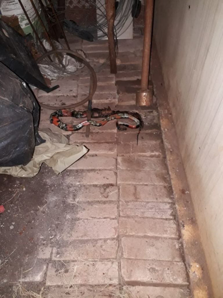 Primeiro ataque de cobra coral no Paraná foi registrado em Marechal Rondon