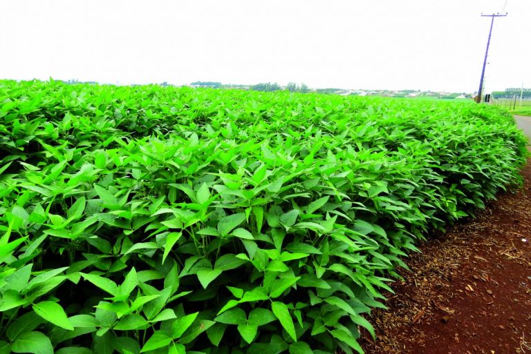 Nova safra recorde depende de clima satisfatório nos próximos 45 dias