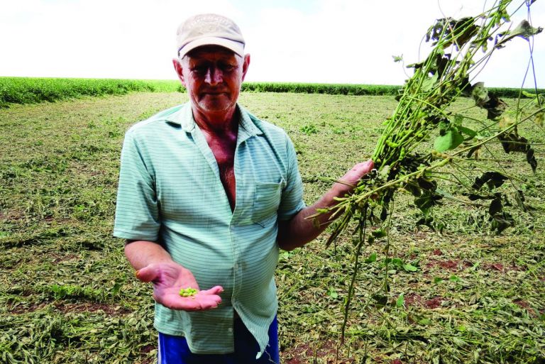 Abortamento de vagens é registrado em lavouras rondonenses