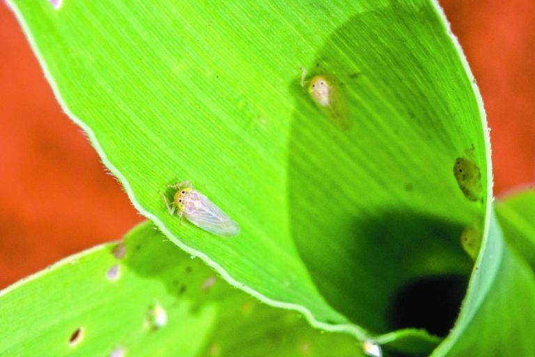 Cigarrinha do milho está mais resistente, alerta Faep