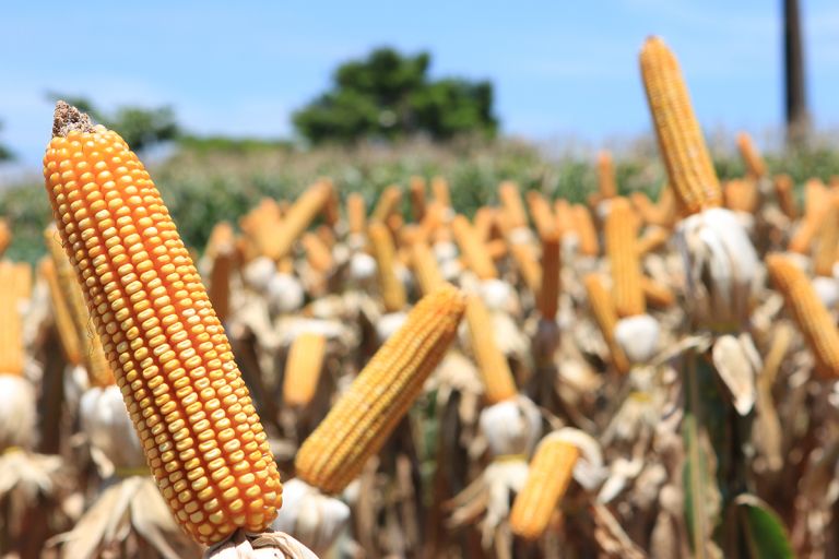 Copagril anuncia data do Dia de Campo Milho Safrinha