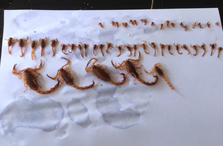 Vigilância em Saúde de São Miguel do Iguaçu alerta para o risco com escorpiões amarelos