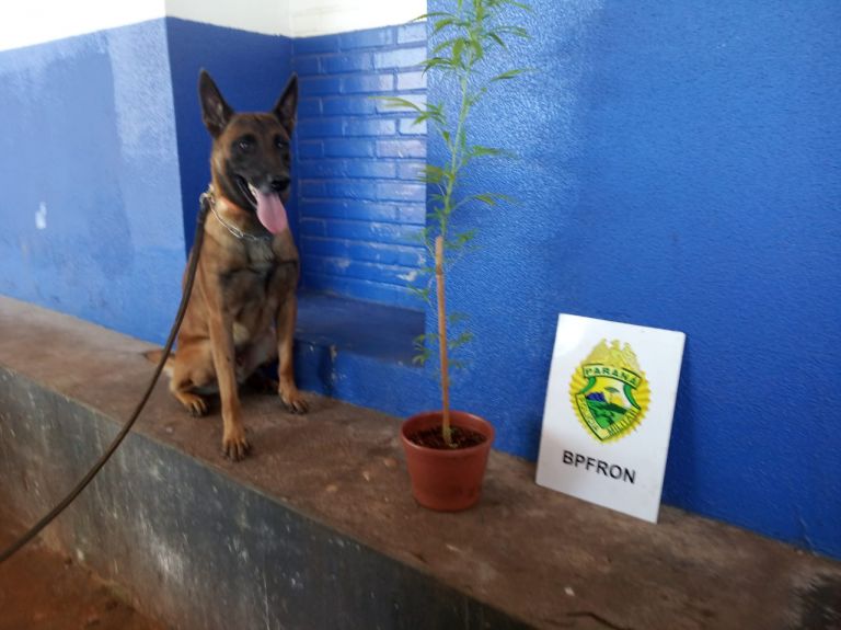 BPFron apreende pé de maconha em Marechal Rondon