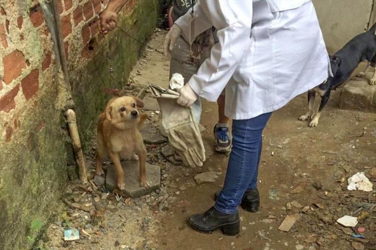Abertas inscrições para curso de atendimento a casos de maus-tratos de animais no Paraná