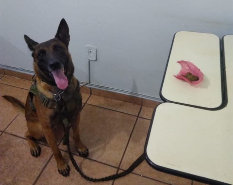 BPFron apreende porção de maconha em Marechal Cândido Rondon