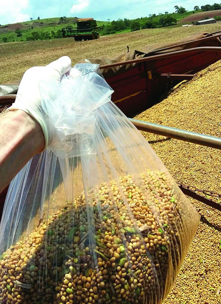 Produção de soja no Paraná deve ser 78% maior em 2022/2023