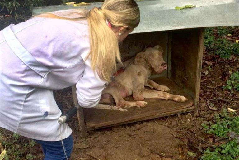 Abertas as inscrições para a 2ª edição do curso de atendimento a maus-tratos animais