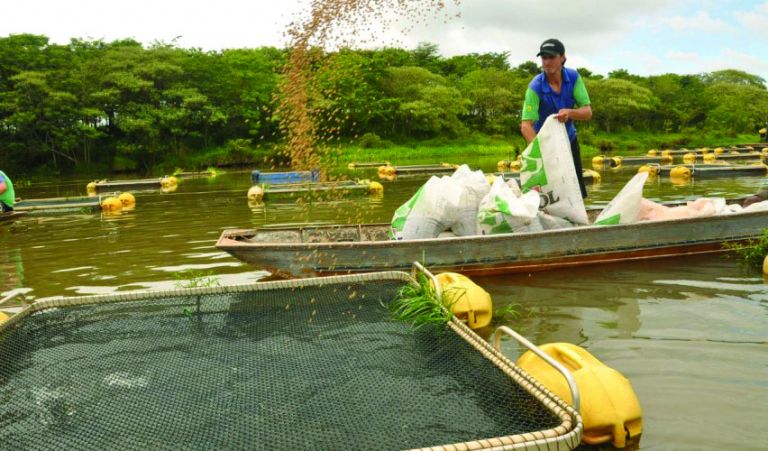 Tecnologia usa plantas para reutilização de água em tanques de peixes