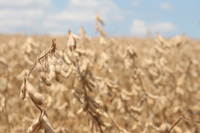Soja: pior colheita da história do Paraguai deve afetar mercado brasileiro, avalia consultoria