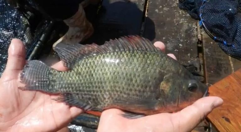 Com crescimento de 9,3% em 2021, Paraná consolida liderança na produção de peixe