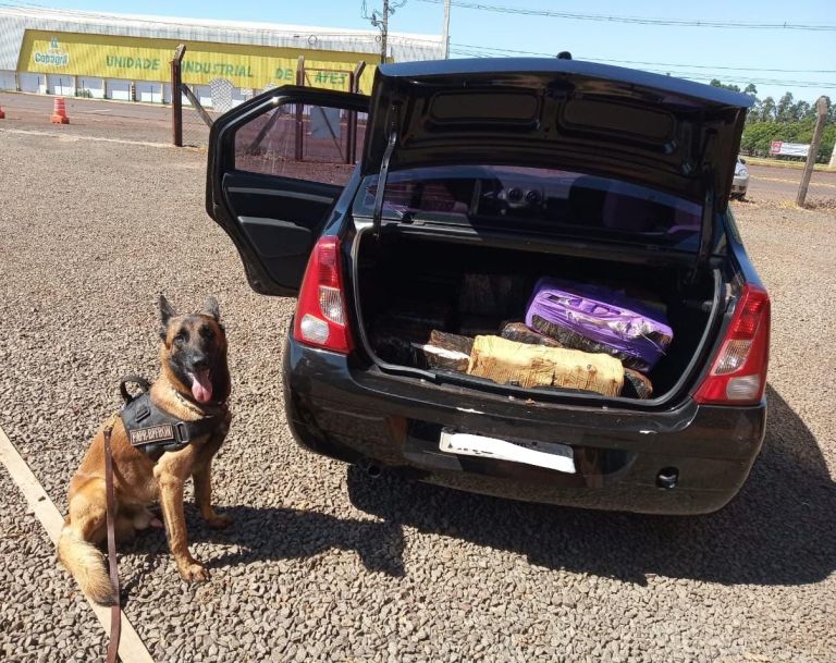 BPFron apreende 177 quilos de substância análoga a maconha em Marechal Rondon