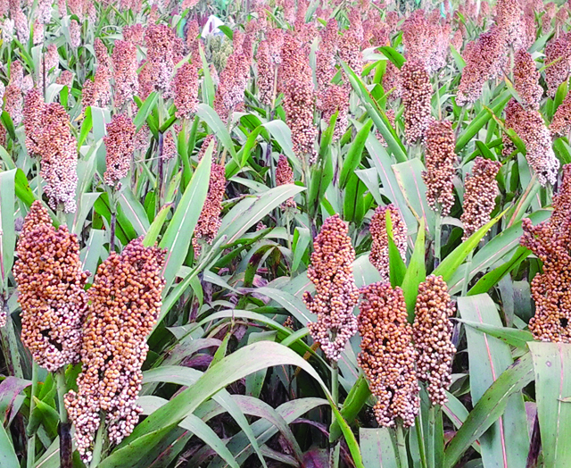 Agricultores do Oeste do Paraná investem na produção de sorgo, cereal usado para preparo de ração