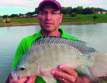 Região Oeste desponta como a Capital da tilápia