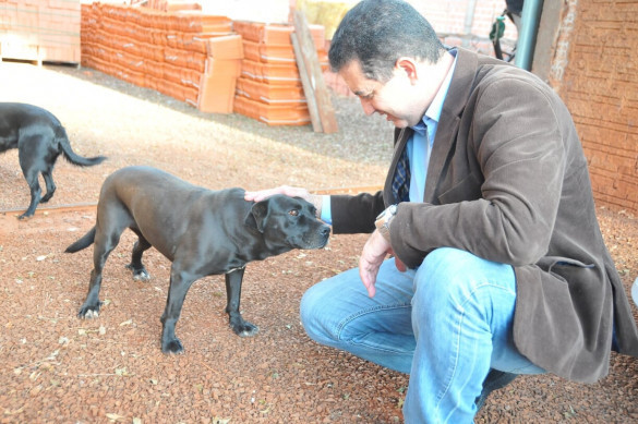 Projeto de lei quer incluir direitos dos animais no currículo escolar