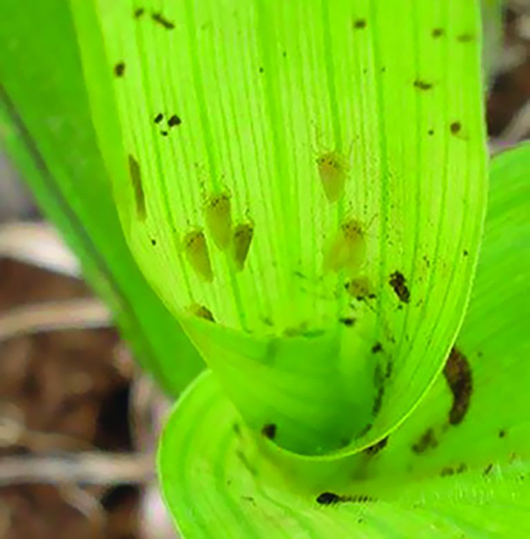 Resultados do “Alerta Cigarrinha” serão apresentados dia 5 em Marechal Rondon