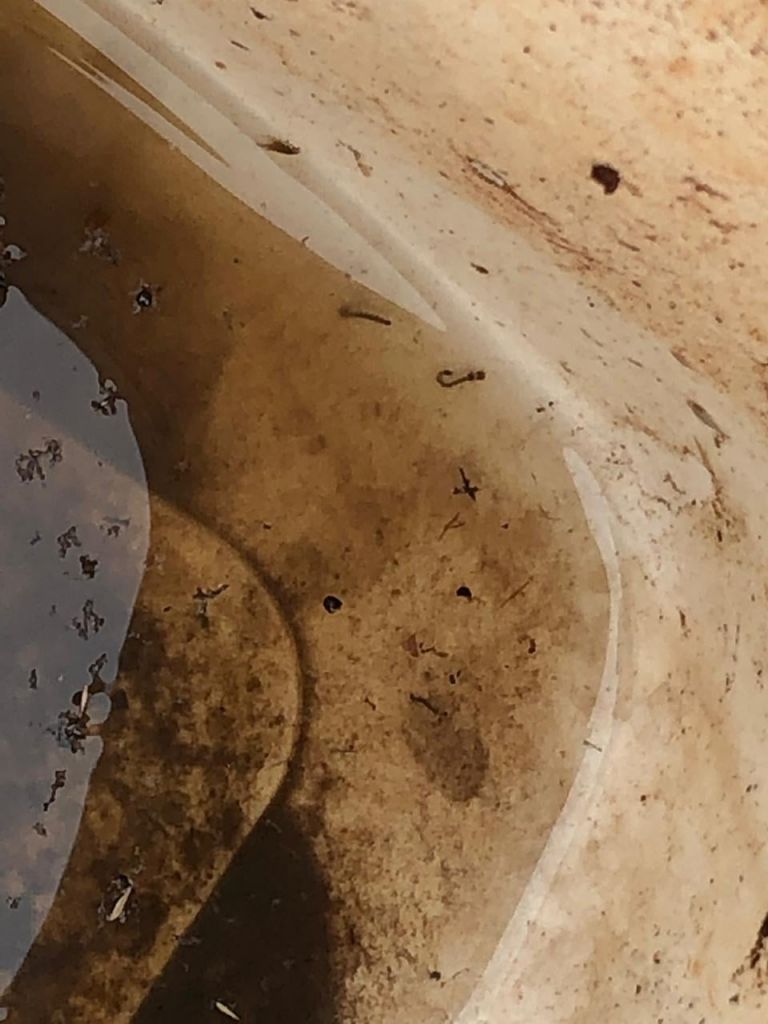 Índice de infestação do mosquito da dengue segue preocupando em Marechal Rondon