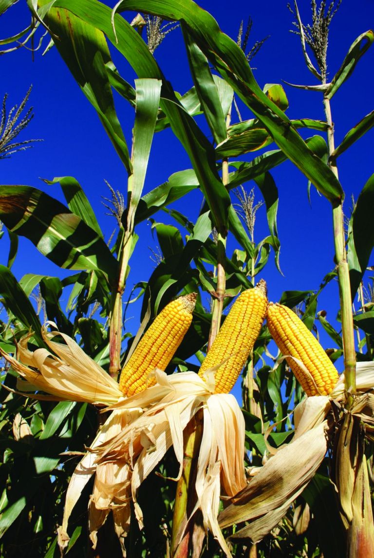 Deral reduz riscos de perdas do milho segunda safra