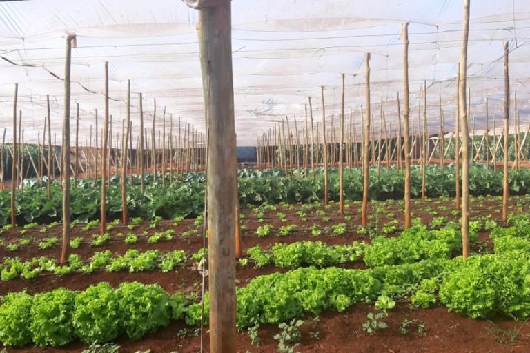 Estado reforça compromisso com as cooperativas, que investirão R$ 30,3 bilhões no Paraná até 2026