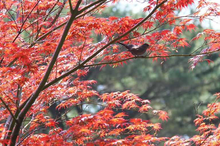 Brasil está com ar mais seco que o Deserto do Saara
