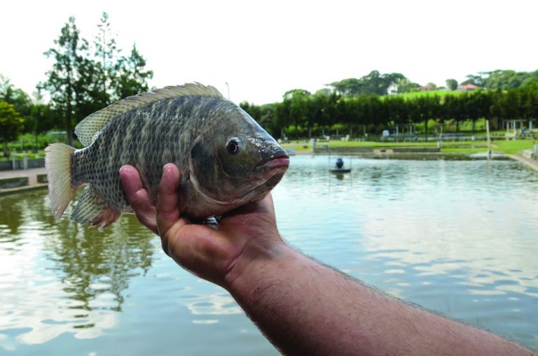 Conabio quer proibir cultivo e ameaça 68% da piscicultura nacional