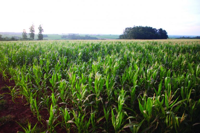 Aumento expressivo dos grãos gera descompasso com outras atividades