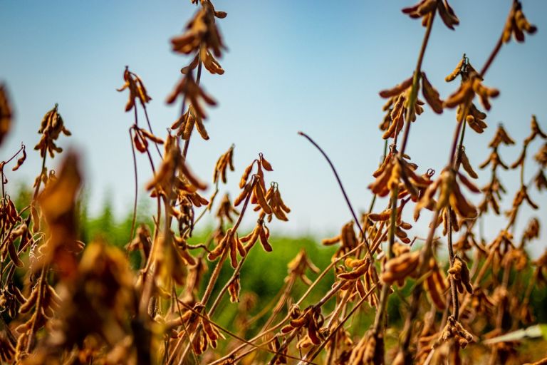 Produção orgânica de soja é tema de informativo na terça-feira