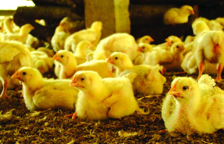 Mercado interno alavanca crescimento da avicultura