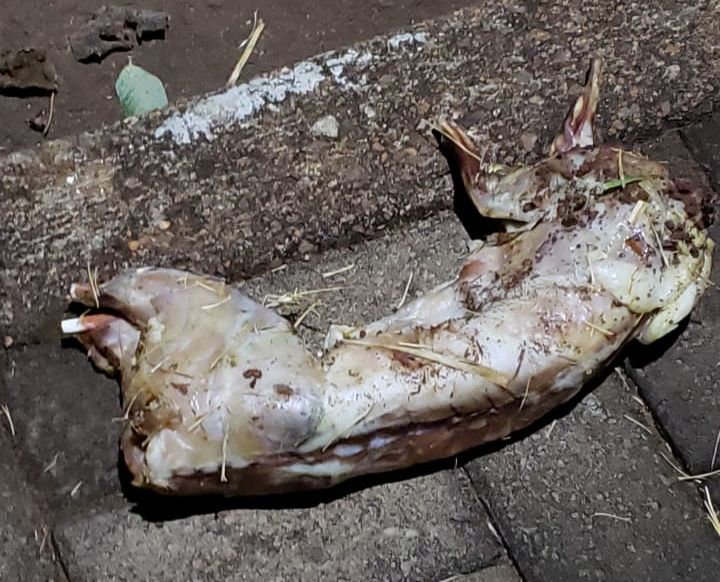 Animal é encontrado sem cabeça, patas e pele na calçada de bairro em Marechal Rondon