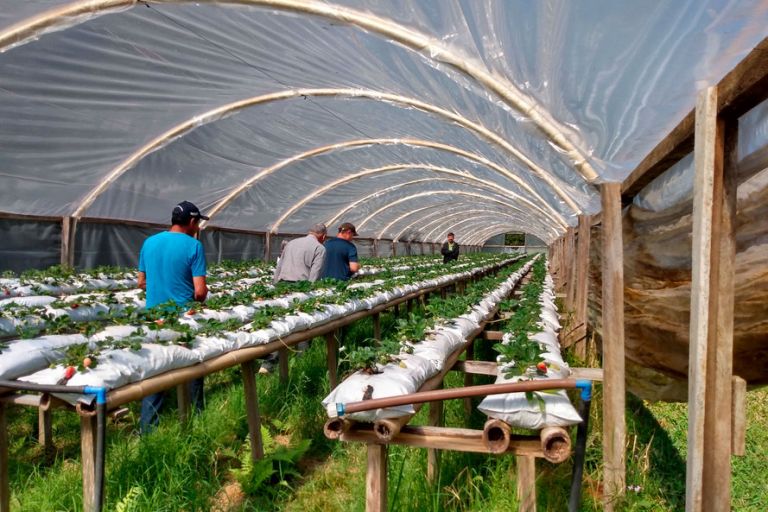 Governo publica edital de R$ 27 milhões para o Compra Direta Paraná