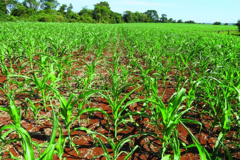 Estiagem e atraso no plantio do milho reduzem estimativa de safra de grãos no Paraná