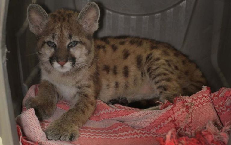 Filhote de onça-parda é a nova moradora do zoo de Cascavel e vai ganhar nome com ajuda de moradores