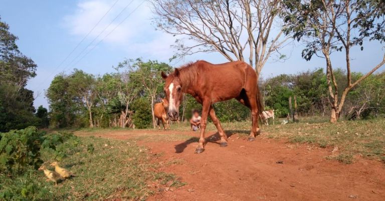 ONG Grapa terá concessão de uso durante 30 anos de área pertencente ao município