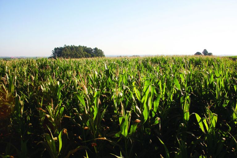 Chuvas tímidas não diminuem preocupação com o milho safrinha