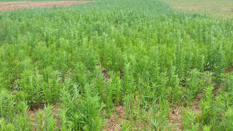 Adapar intensifica ações contra plantas daninhas resistentes a herbicidas