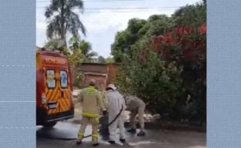 Idoso sofre ataque de abelhas em dois dias seguidos