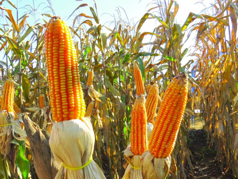 Estimativa da safra de grãos cai 1,2%, para 254 milhões de toneladas