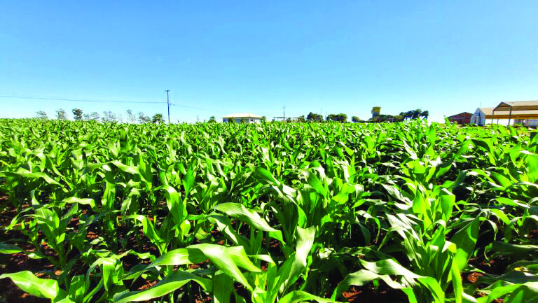 Milho safrinha será novidade do 2º Show Rural de Inverno