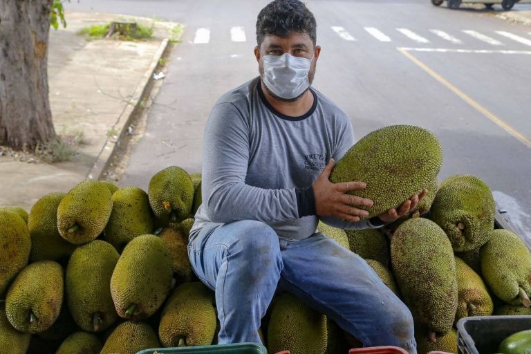 Alternativa para alimentação, jaca ganha espaço no agronegócio paranaense