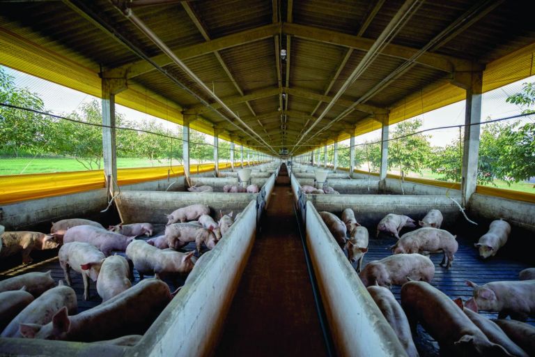 Projeto desenvolvido em município da região será tema de reportagem no Globo Rural deste domingo