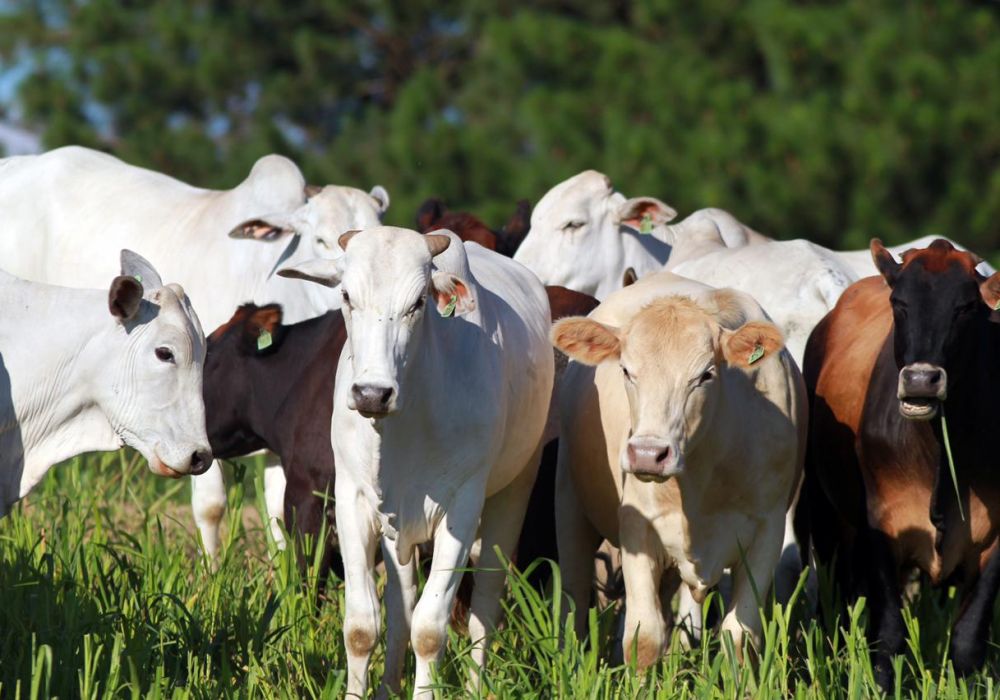 Pesquisa do IDRParaná desenvolve método para “identificação facial” de