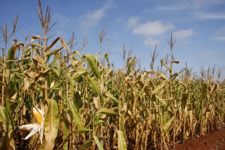 Milho safrinha: chuvas de junho trazem esperança às lavouras