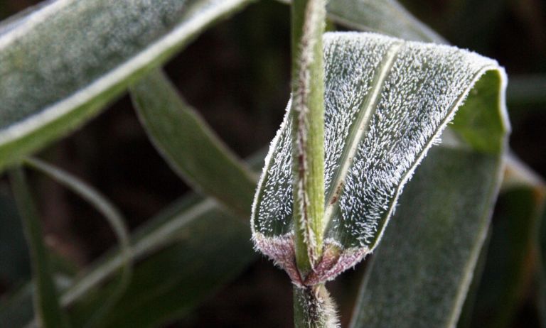 Geada atinge lavouras do milho safrinha e prejuízos podem chegar a 80% na região de Marechal Rondon