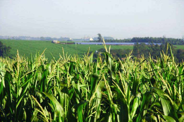 Safra de grãos deve chegar a 38 milhões de toneladas no Paraná