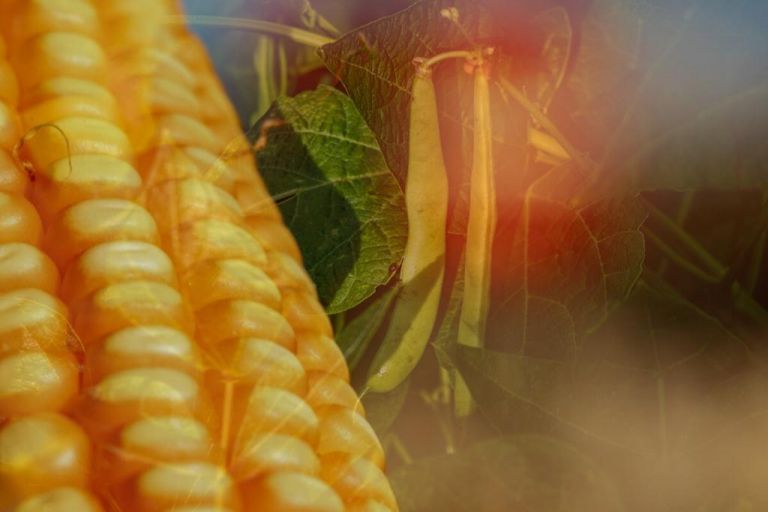 Informativo sobre cultivo regional de milho e feijão orgânicos acontece amanhã