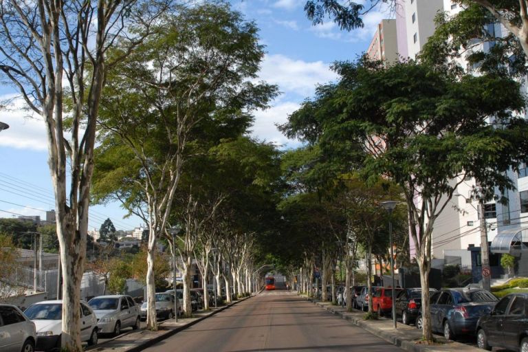 Copel contribui para formar florestas com apoio à arborização urbana e plantio de matas ciliares
