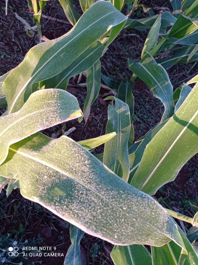 Meteorologia prevê possibilidade de geada no decorrer da semana que vem