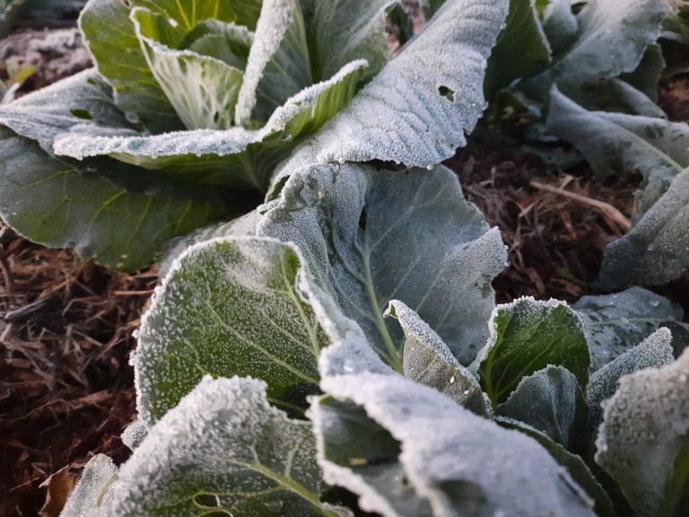 Frio intenso vai aumentar peso dos alimentos no bolso, mas energia e combustíveis preocupam mais